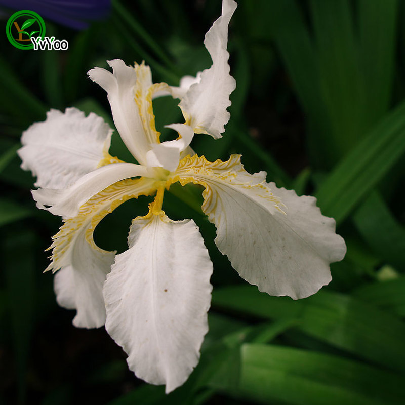 

Beautiful White Iris seeds Flower Seeds Indoor Bonsai plant 30 particles / lot a016