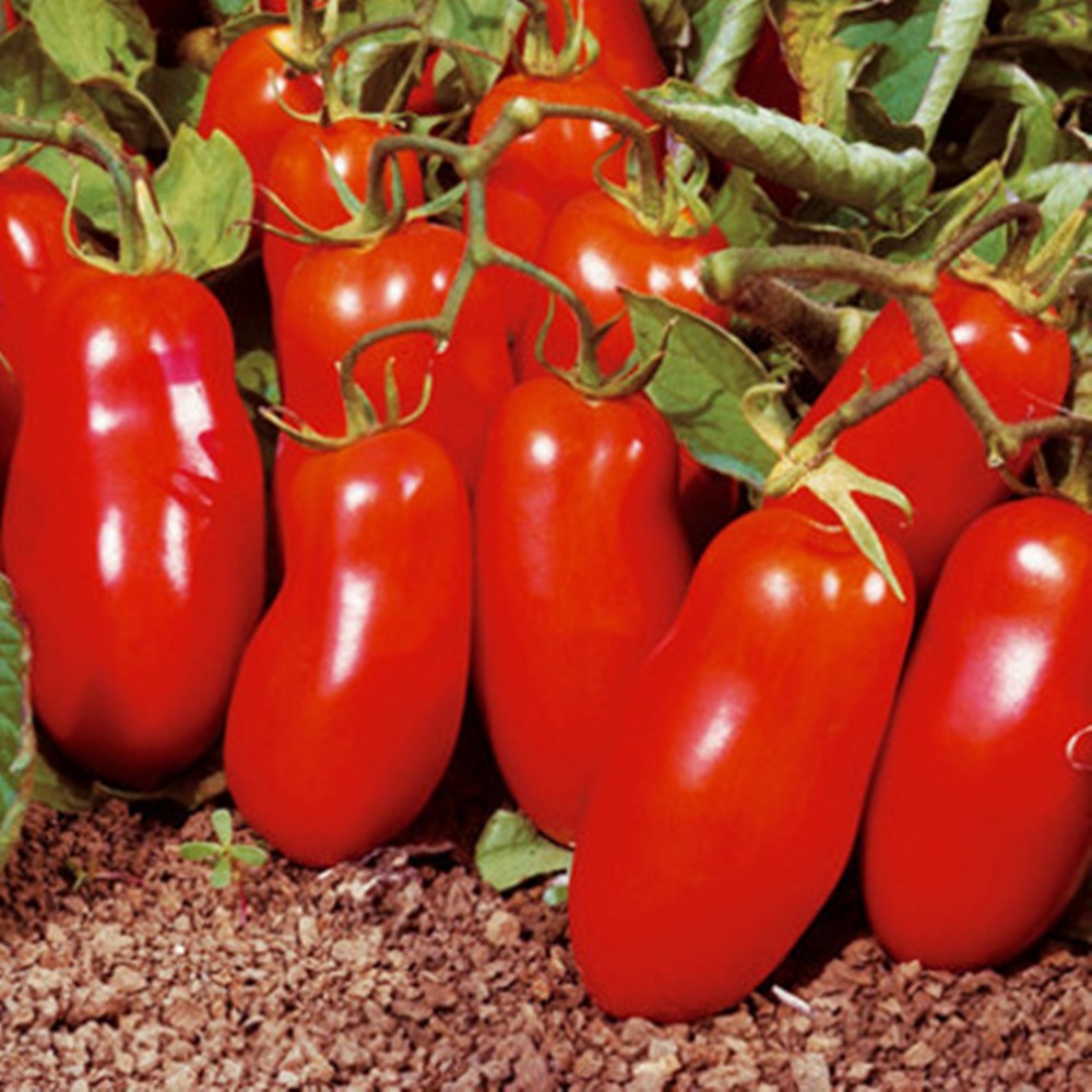 

Seeds Red Tomato San Martsano Organic Heirloom Vegetable Variety 50pcs S069