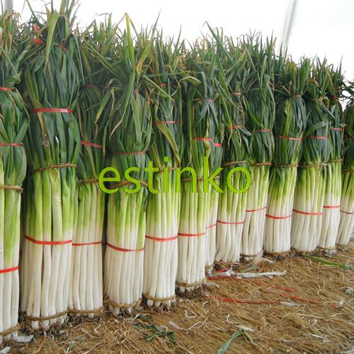 100Seed Giant Chinese Green Onion Vegetables Bonsai Plant Tree House Herb Garden
