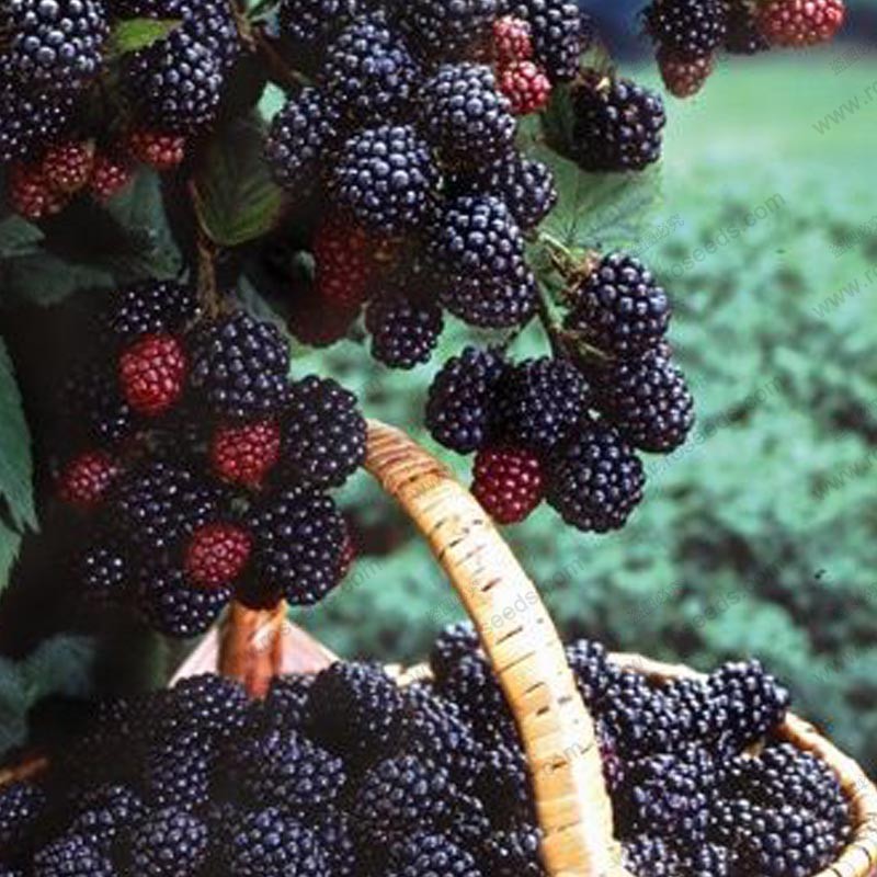 

High quality blackberry seeds and blackberries fruit tree seeds mulberry fruit seeds healthy nutrition - 300 pcs