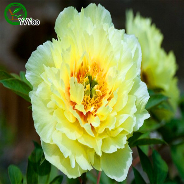 

Multi color optional Peony SeedsPromotion Balcony Bonsai Flower Seeds Flowering Plants 20 pcs H028