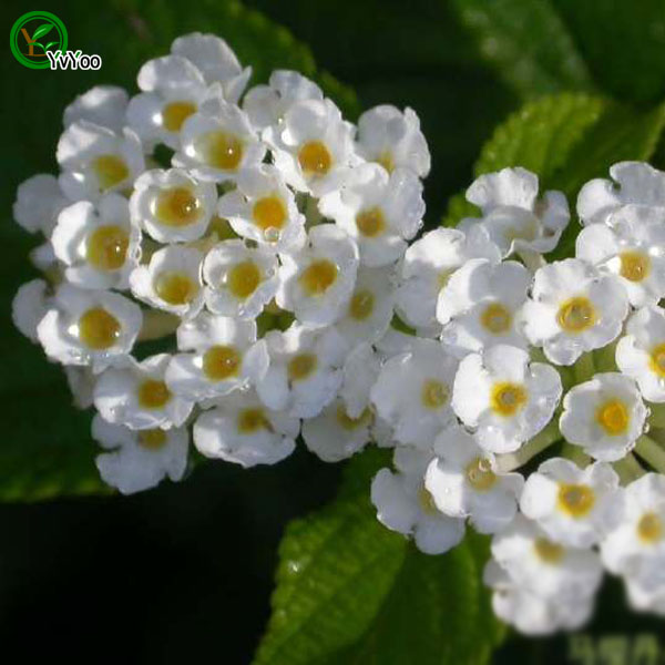 

Lantana camara seeds Flower Seeds Bonsai Potted Plants for Home & Garden 30 pcs s012
