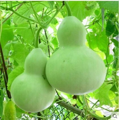 

10pcs/lot seeds Bottle Gourd vegetable seeds bonsai plant DIY home garden