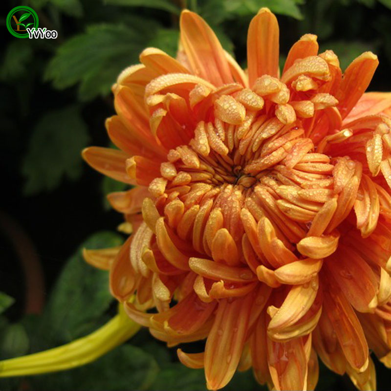 

Chrysanthemum Seeds Flower Seeds Indoor Bonsai plant 50 particles / lot F022