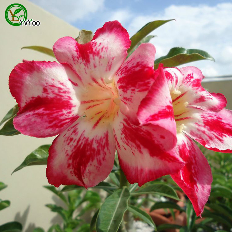 

High germination rate Desert rose seeds Promotion Balcony Bonsai Flower Seeds Flowering Plants 5 pcs b02