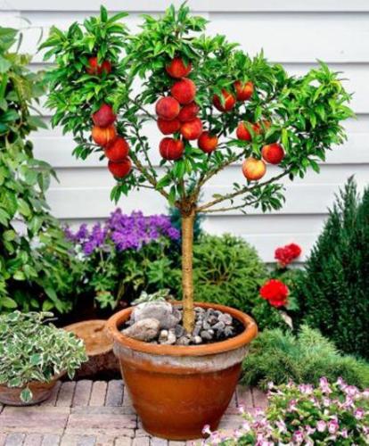 

Dwarf bonanza peaches, Peach Tree seeds - Fruit bonsai seeds 10pcs T080