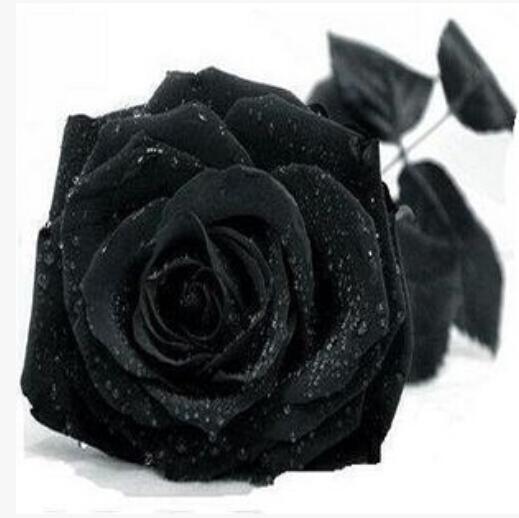 Vente en gros Chine Nouvelle Rare Black Rose Flower 500 graines Livraison gratuite
