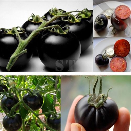 

Rare Seeds Tomato Black Cherry Vegetable Seed perfect garden decoration plant 30pcs A016