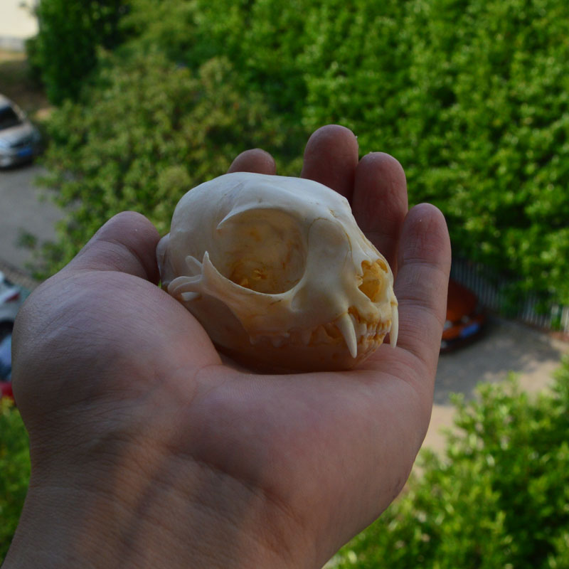 

real genuine animal skull skeleton cat taxidermy supplies art bone vet medicine