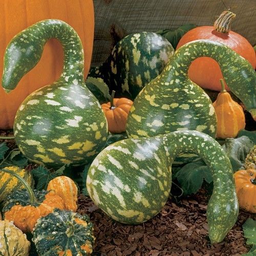 

Bonsai plant GOURD - SPECKLED SWAN UNUSUAL garden decoration plant 10pcs E22
