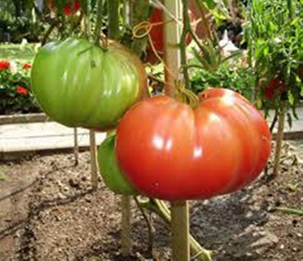 

Rare Red Tomato Russian Hero Seeds Organic Vegetable Heirloom Seed 100pcs S049