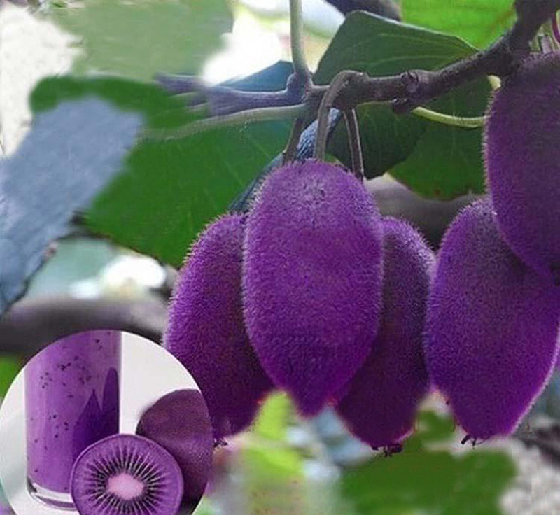 

Kiwi Fruit Tree Bonsai Tree Seeds Very Beautiful Indoor Tree Home Garden plant 30 particles / bag