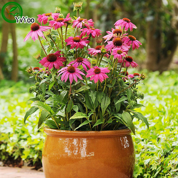

Coneflower Seeds Bonsai Seeds Garden Plants Flower Seeds Annual Herb 50 Particles / lot P019