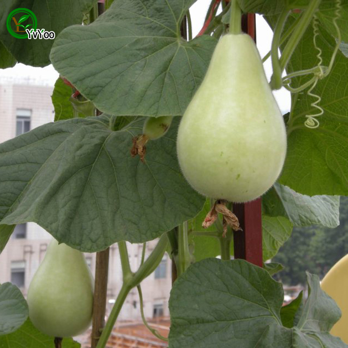 

Bottle Gourd Seeds Green Organic Vegetables and Fruit Seeds Delicious 8 Particles / lot H12