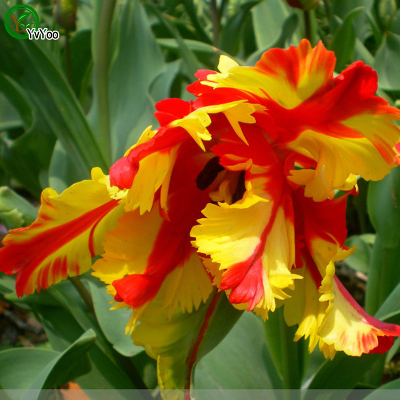

Beautiful Iris seeds Flower Seeds Indoor Bonsai plant 30 particles / lot a018