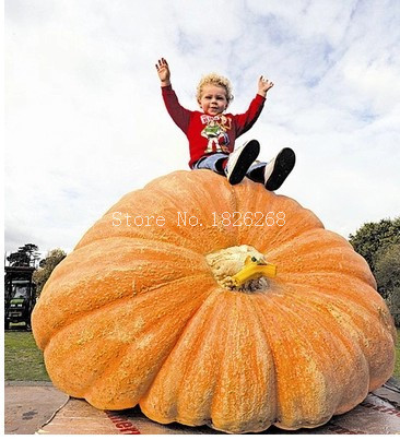 

Mini Garden vegetable seeds 10pcs Super Huge pumpkin Giant Pumpkins seeds Halloween pumpkins Bonsai plant