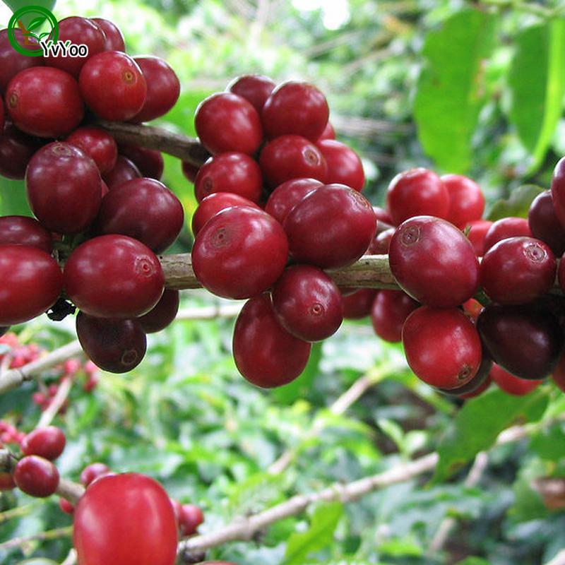 

Refreshing Coffee bean Seeds Bonsai Tree Seeds Very Beautiful Indoor Tree Home Garden plant 10 particles / bag G019