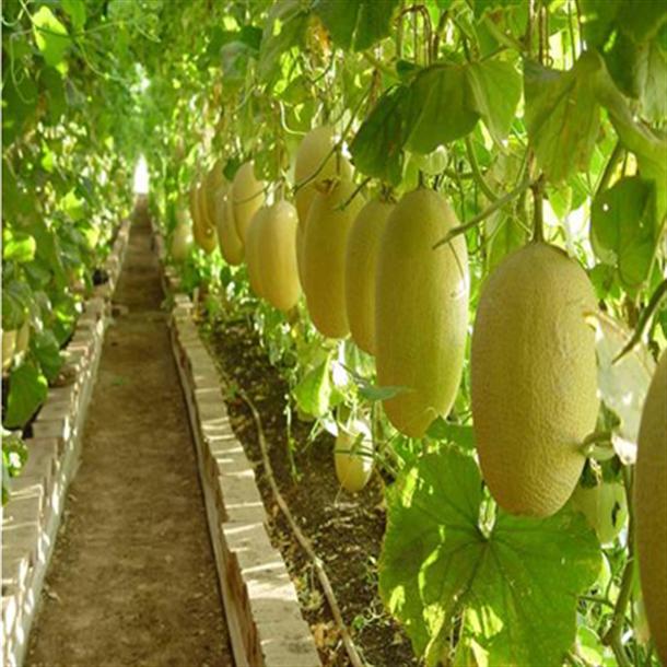 

Cantaloupe Honey Melon seeds Dew Green Flesh Great Heirloom Vegetable 30 Seeds T075