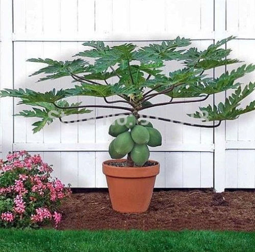 

Fruit seeds Dwarf hovey Papaya Tree Plant Container Bonsai garden decoration plant 50pcs E04