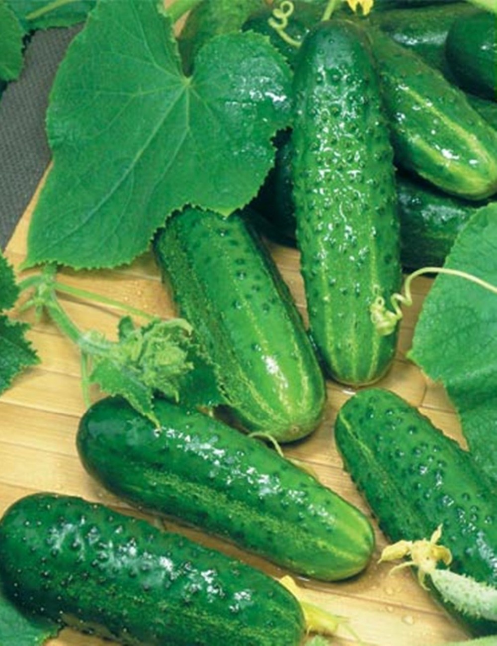 

Seeds Cucumber Masha F1 Russian Vegetable Seed 30pcs S028