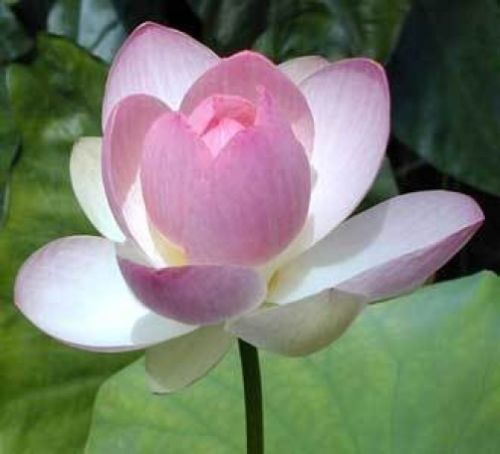 

LIGHT PINK Lotus Seeds nelumbo nucifera pond plants not water lily garden decoration plant 10pcs F135