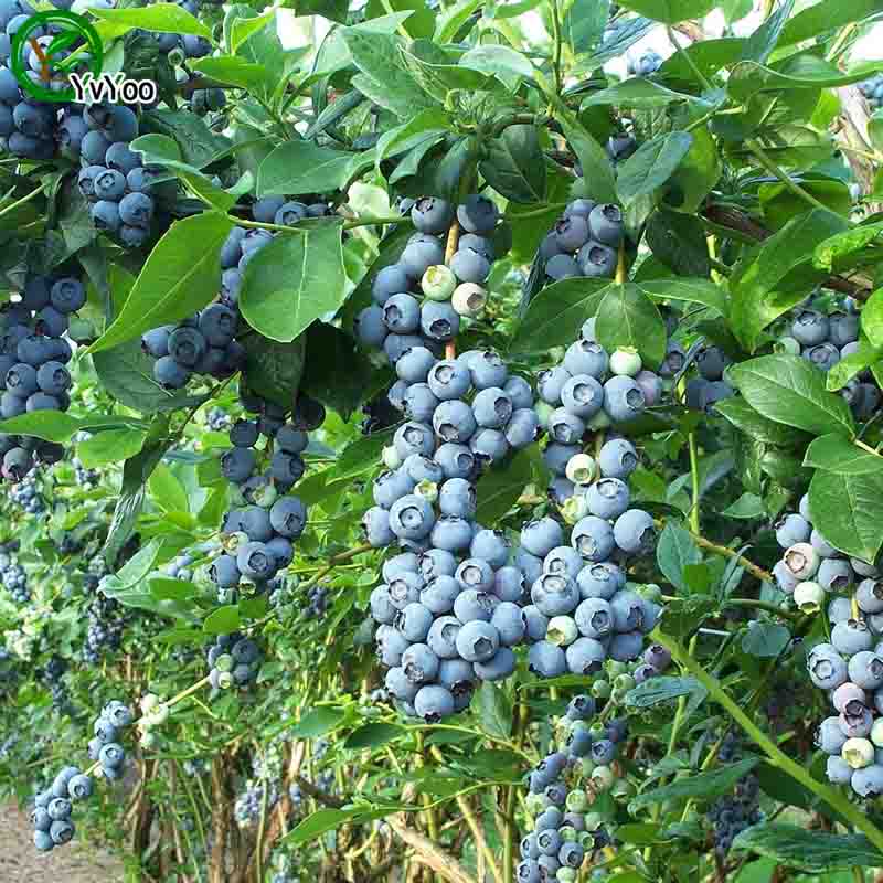

Organic Fruit Seeds Blueberry seeds Senior Courtyard Plants Delicious Fruit Seeds 30 Particles / lot b003