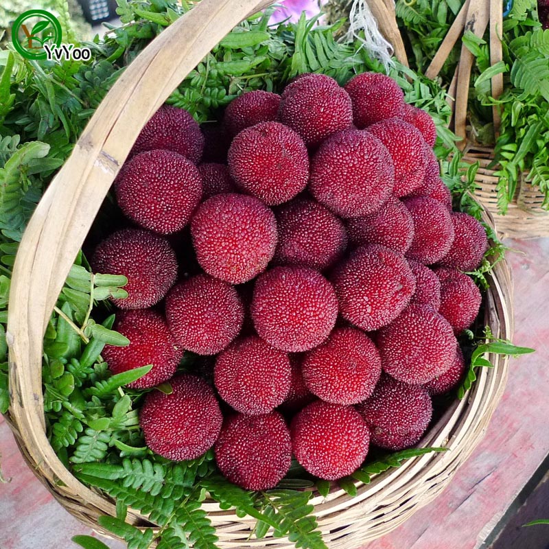 

Red bayberry Seeds garden plants Bonsai organic fruit and vegetable seeds 10pcs Z013
