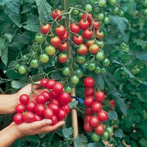 

Bonsai vegetable CHERRY TOMATO SWEET MILLION garden decoration plant 20pcs A76