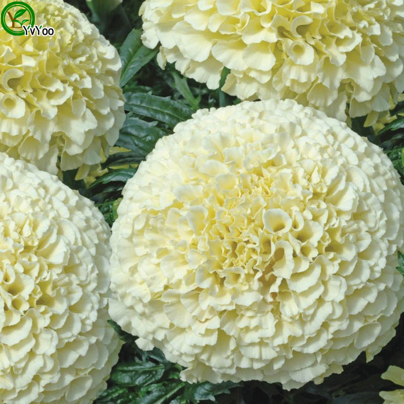 

Marigold Seeds Bonsai Flower Seeds Potted Plants Flowers 50 Particles / Bag D022