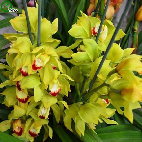 

Boat orchids Seeds Flower Seeds Indoor Bonsai plant 20 particles / lot R016
