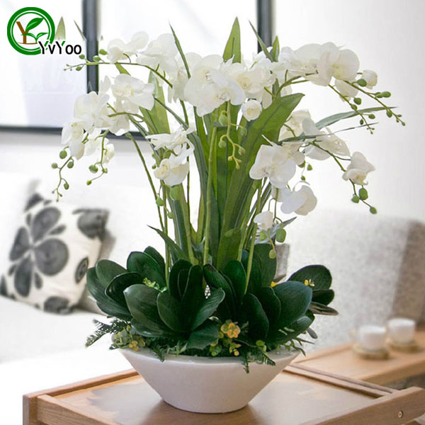 

Moth orchid Seeds Flower Seeds Indoor Bonsai plant 30 particles / lot E024