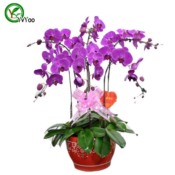 

More color Moth orchid seeds Flower Seeds Indoor Bonsai plant 30 particles / lot u010