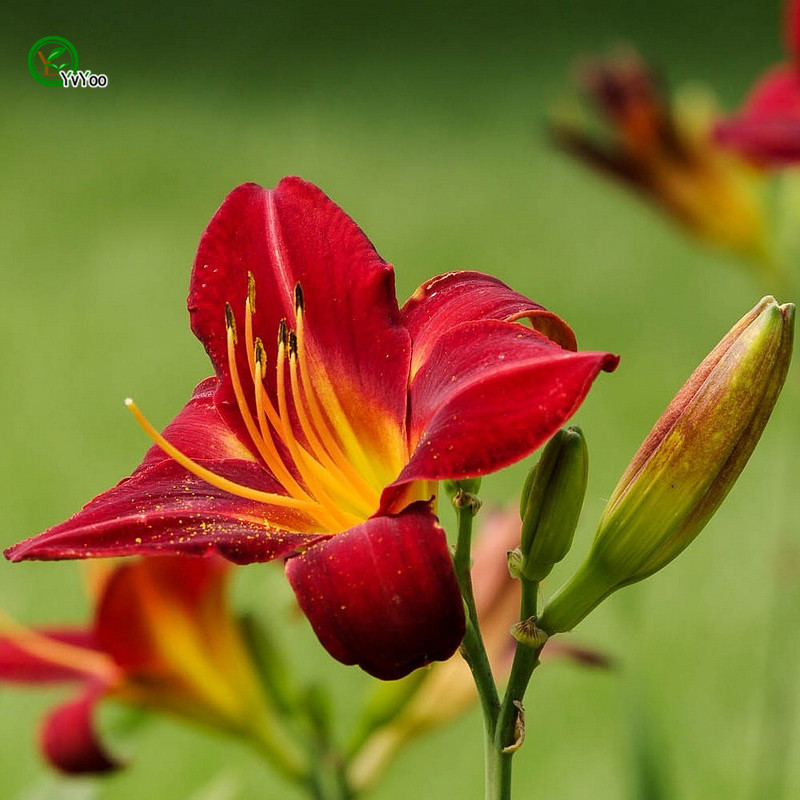 

Red Day lily seeds Flower Seeds Bonsai Plant for Home Garden 10 Particles / lot t007