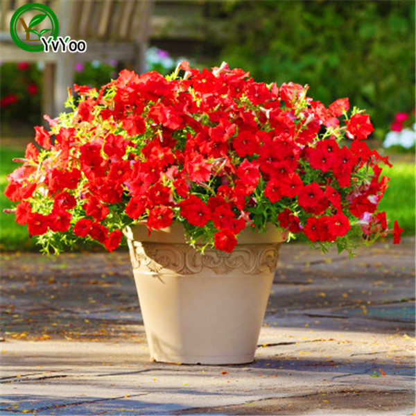 

200PCS Hanging Petunia Mixed Seeds Petunia Annual Flower Seeds Home Garden plant L056