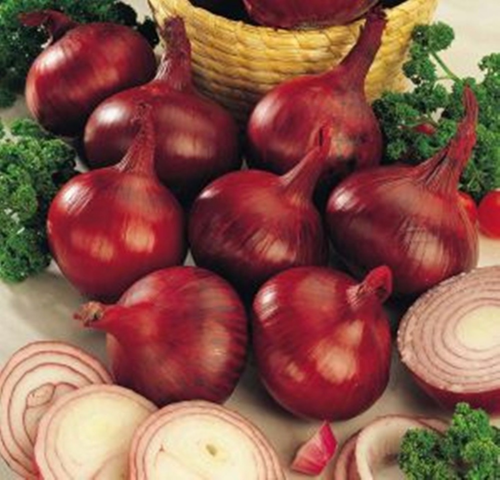 

Rare Fresh Seeds Onion Red Baron Organic Russian Heirloom Vegetable Seed 100pcs S076