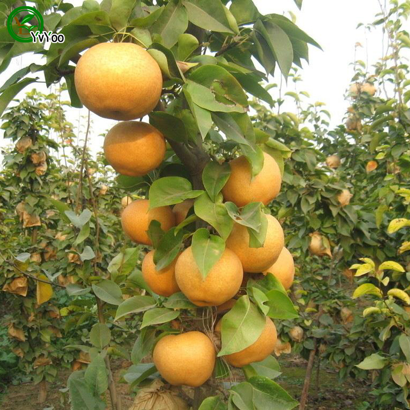 

Pear tree Seeds Nutritious and Delicious Fruit Seeds DIY Home Bonsai Tree 50 Particles / lot G021