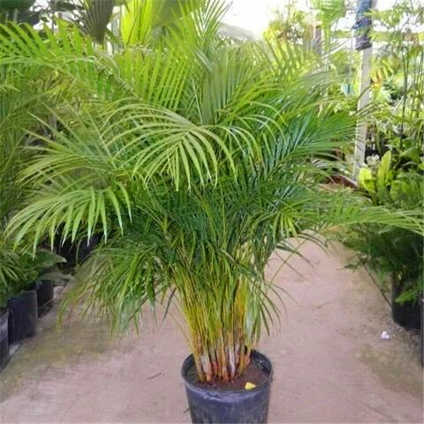 

2015 HOT SALE, Palm bamboo Seeds Home Gardening Wholesale 30pcs/lot garden seeds S001