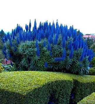 

Mix Lupin seeds Bonsai Flower for Indoor Rooms Seed 50 Particles / lot
