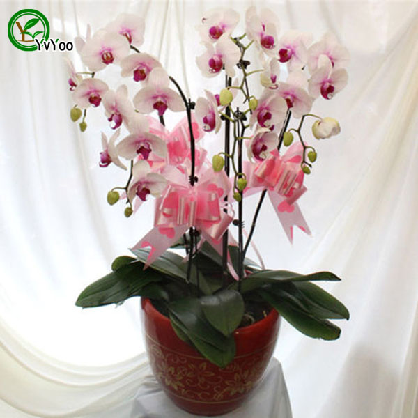 

Beautiful Moth orchid seeds beautiful Flower Plant home garden flower plant 30 pcs u012