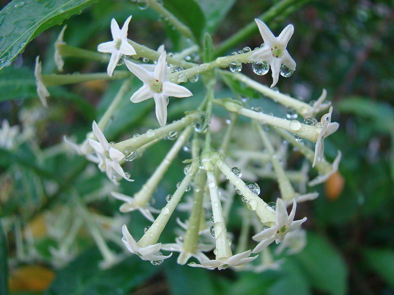

CESTRUM NOCTURNUM seeds NIGHT BLOOMING JASMINE FLOWER Night-Scented Jessamine garden decoration plant 20pcs F136