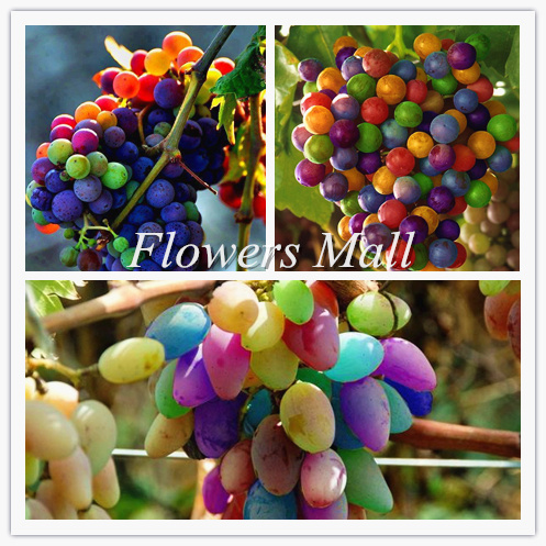 

Bonsai fruit Rainbow Grape Colorful Sweet Vine Fruit Plant Seeds garden decoration plant 20pcs A74