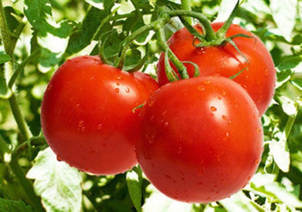 

Bonsai plant Rare Seeds Early Tomato seeds Organic vegetable seeds garden decoration plant 30pcs D21