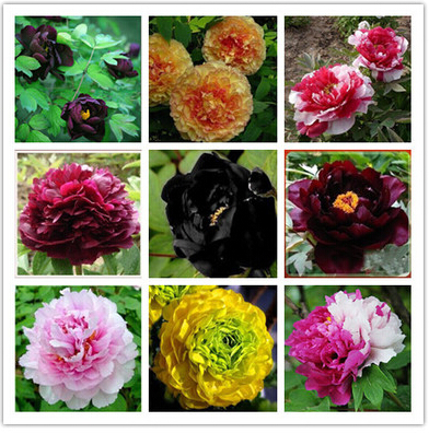 

Hot Elegant Peony Flower Seeds Garden Seeds And Potted Plants Red Peony Seeds Easy to grow 12 PCS