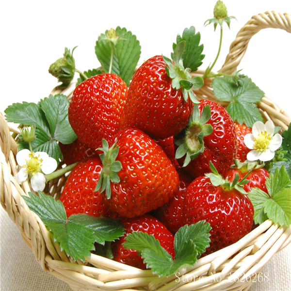 

Fruit Seeds Strawberry Organic Berries Seed fruit bonsai plant 200pcs S029