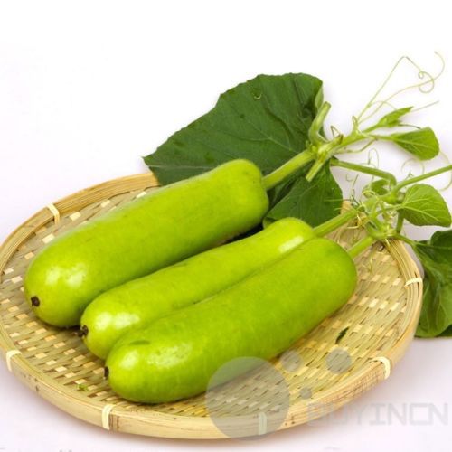 

Bonsai tree Short Bottle Gourd Seed garden decoration plant 20pcs A85