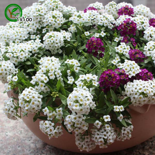

Sweet Alyssum Seeds Flower Seeds Bonsai Plant for Home Garden 50 Particles / lot H022