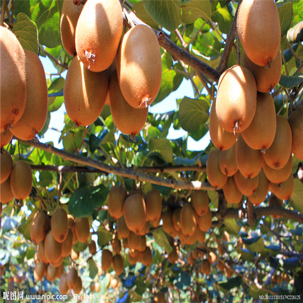 

Kiwi seeds, potted seed, Kiwi Tree seed Garden plants, perennial planting 50 seeds T003