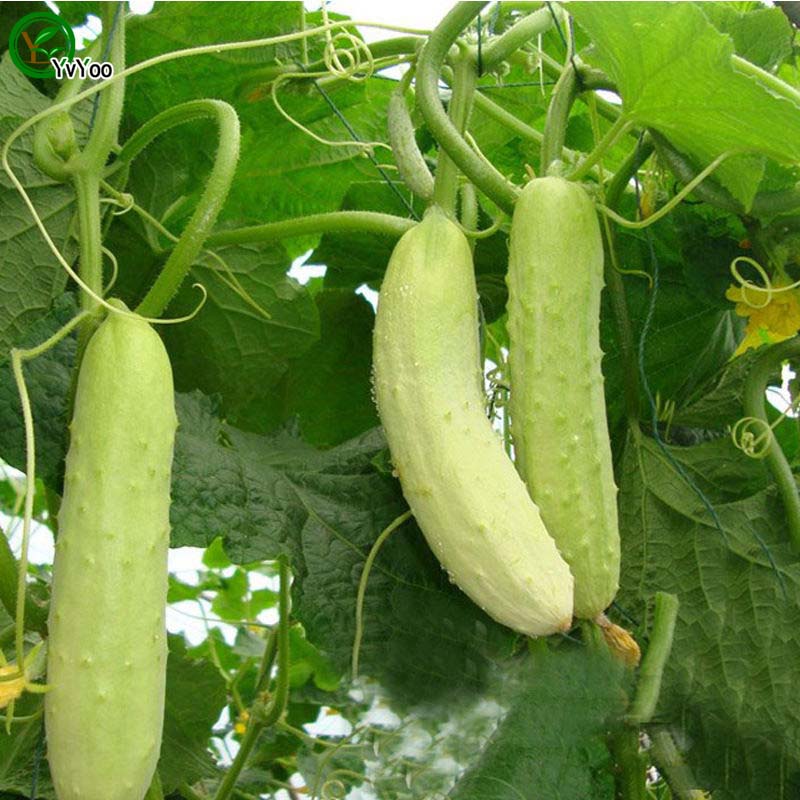 

Cucumber Seeds Bonsai garden plant non-GMO organic vegetable seeds 50pcs R017