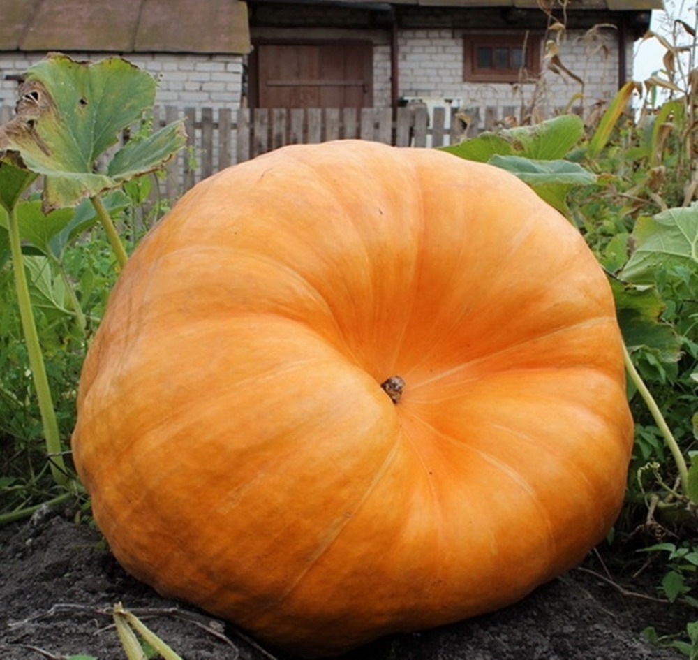 

Rare Seeds Giant Pumpkin Titan Organic Russian Heirloom Pumpkins Seed 10pcs S051