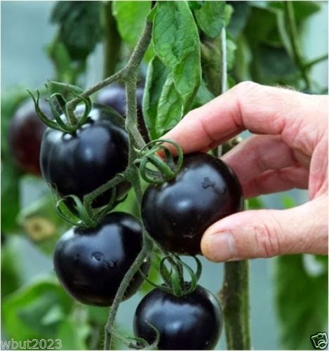 

Bonsai plant Black tomatoes. kumato tomato Slicing tomato - SPANISH Heirloom garden decoration plant 30pcs W20